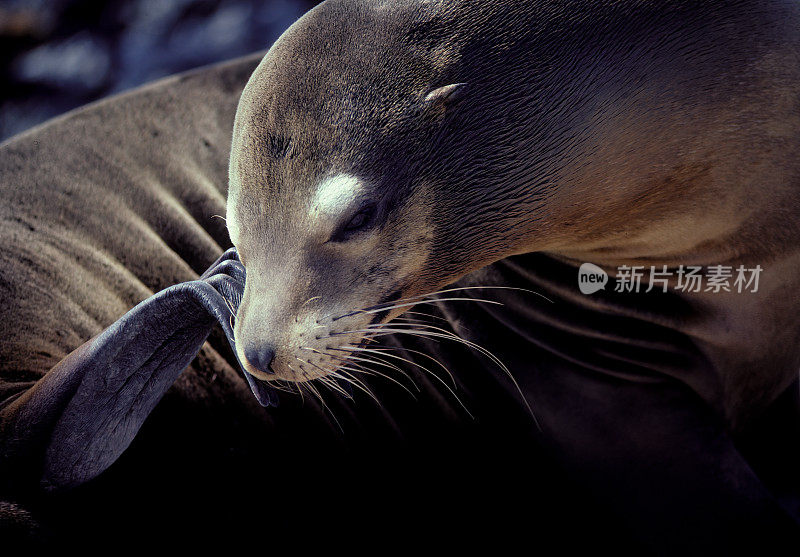 Galápagos海狮(Zalophus wollebaeki)是一种生活和繁殖在Galápagos群岛的海狮。南广场岛，厄瓜多尔。加拉帕戈斯群岛国家公园。海狮科。